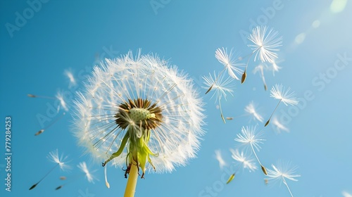 A proud dandelion fluffs up its seeds in the wind showcasing its flexibility and resilience in nature s cycle of growth and renewal