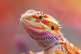 Close-Up View of a Colorful Bearded Dragon Against a Soft Focus Background