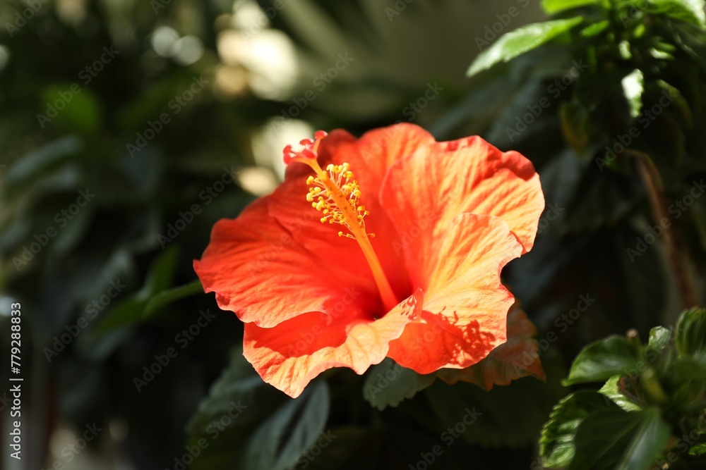 Hibiscus plant with beautiful bright flower growing outdoors, closeup