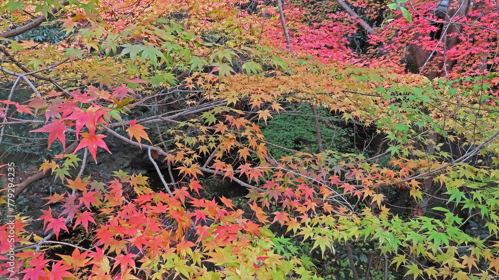 Vividly colored Japanese autumn foliage scenery