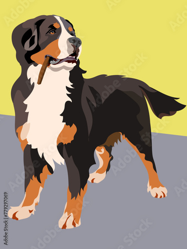 Bernese Mountain Dog with a stick in mouth