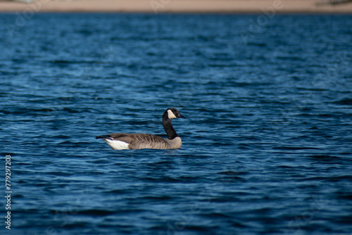 Goose On Lake