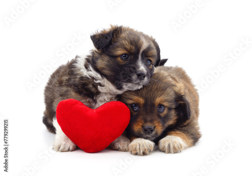 Two small dogs with a toy heart.
