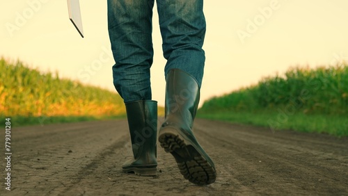 Farmer walks on ground road between corn fields with tablet in hand. Agriculturist comes to corn field checking harvest. Businessman goes past corn field preparing for inspection before harvesting
