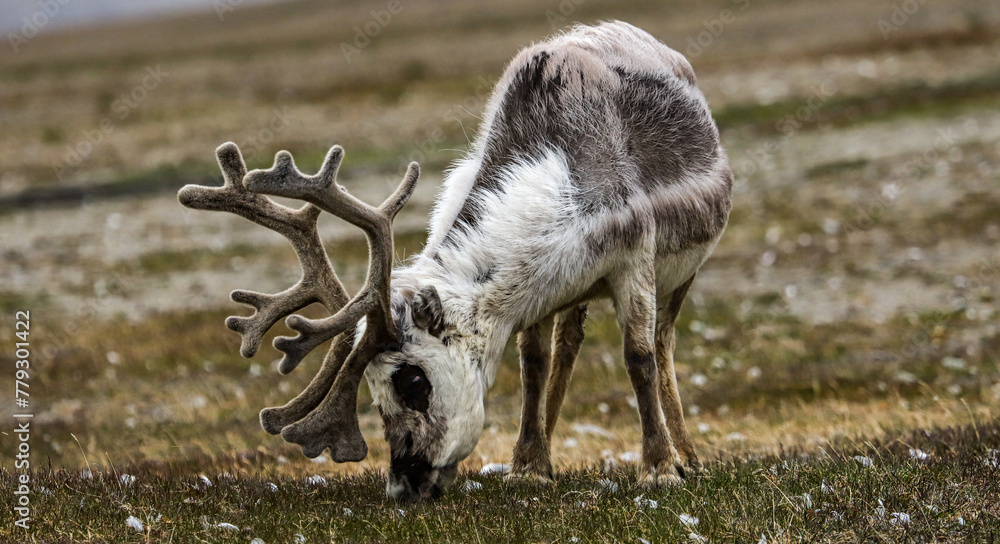 Obraz premium Svalbard reindeer foraging on Spitsbergen Island