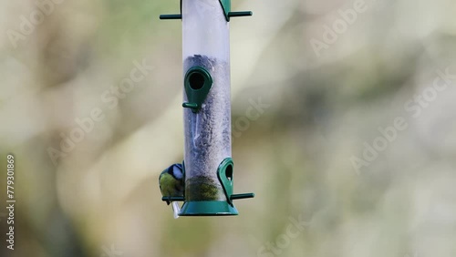 Blue Tit, Cyanistes Caeruleus on a feeder in forest photo