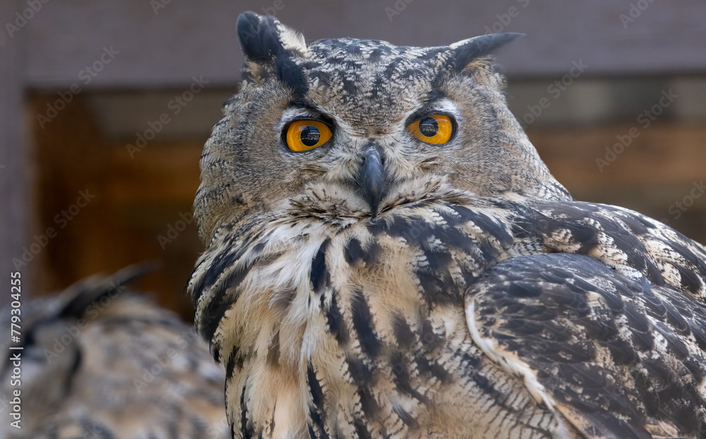 Majestic Gaze: Captivating Beauty of the Eurasian Eagle Owl's Orange Eyes. Photography. Majestic Gaze: Captivating Beauty of the Eurasian Eagle Owl's Orange Eyes. Photography.