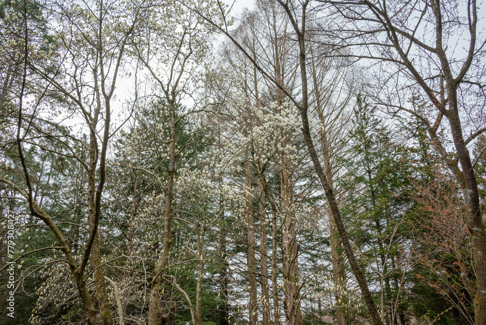 Naklejka premium 樹木公園のハクモクレン