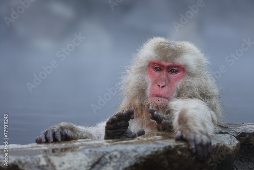 The Japanese macaque (Macaca fuscata), also known as the snow monkey, is a terrestrial Old World monkey species that is native to Japan. © feathercollector