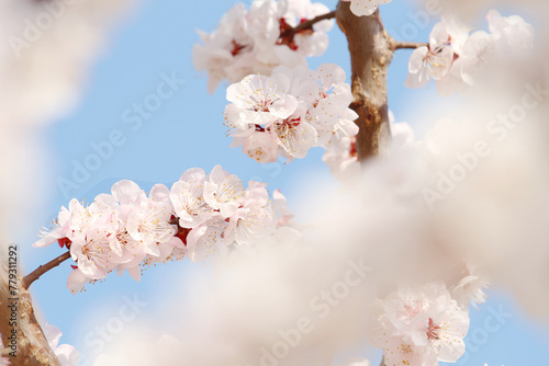 peach blossom in spring on blue sky background © Jessica