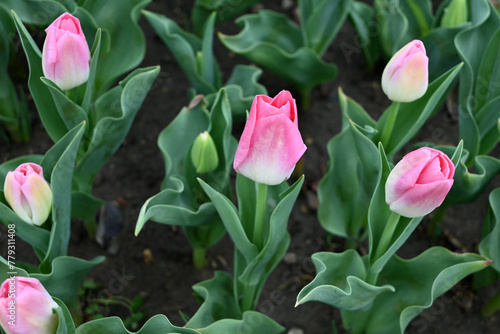pink and white tulips ready to blossom in the garden in spring time