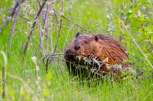North American Beaver (Castor canadensis) chewing a tree branch wildlife close up