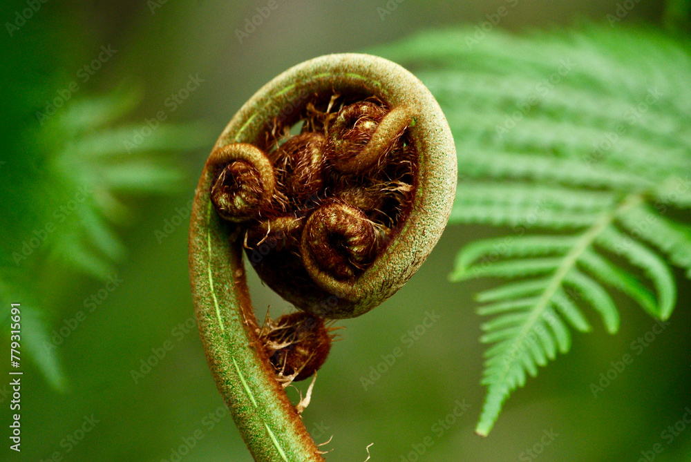 Naklejka premium close up of a fern frond