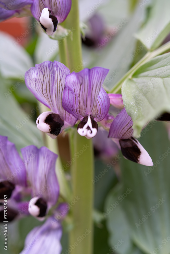 Blooming of broad bean (Vicia faba) in Japan in spring