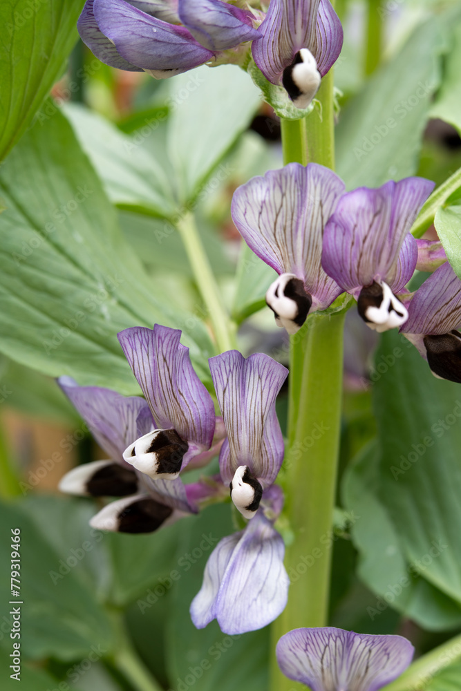 Blooming of broad bean (Vicia faba) in Japan in spring