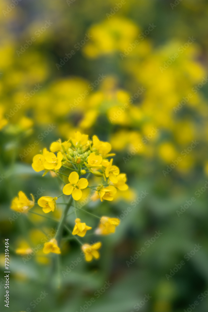 Blooming of bok choy (Brassica rapa subsp. chinensis) in Japan in spring