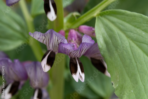 Obraz na płótnie Blooming of broad bean (Vicia faba) in Japan in spring w salonie