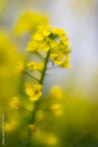 Obraz na płótnie Blooming of bok choy (Brassica rapa subsp. chinensis) in Japan in spring w salonie
