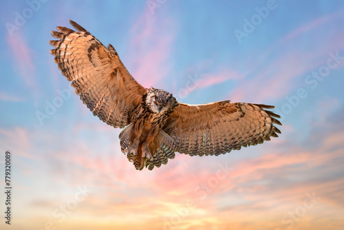 Great Horned Owl coming in to catch a mouse