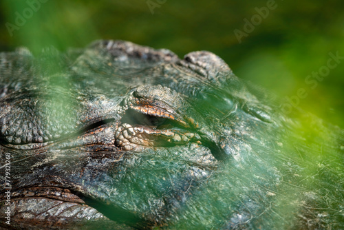 Closeup of a Crocodile’s eye