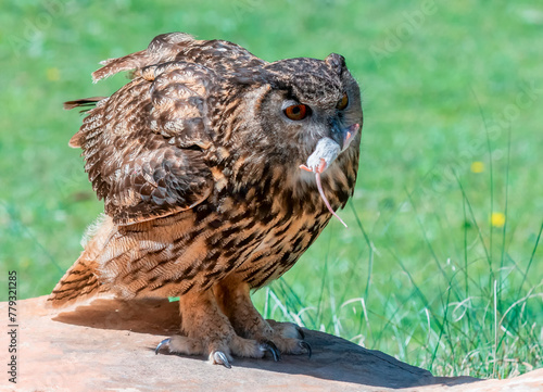 Great Horned Owl catching a mouse 