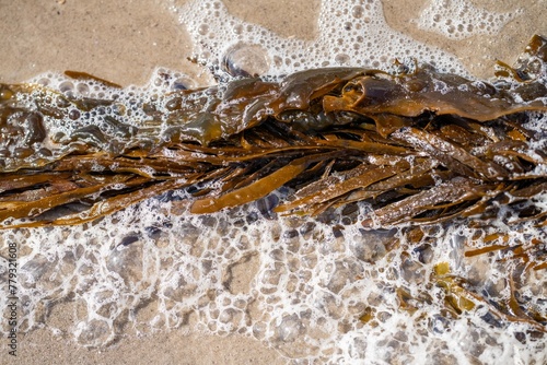 bull kelp growing on the rocks wave and swell in the ocean in australia photo