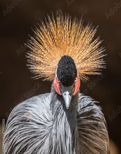 West African Crowned Crane staring
