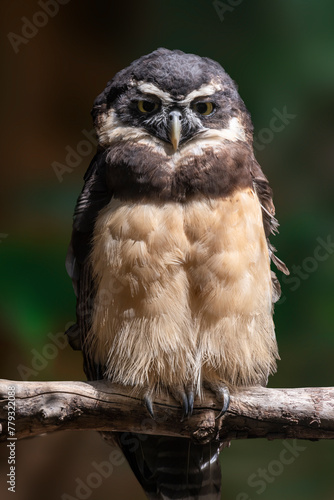 Spectacled Owl resting on a branch

