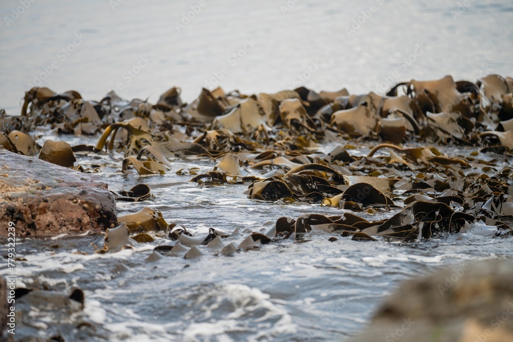 Obraz premium bull kelp growing on the rocks wave and swell in the ocean in australia
