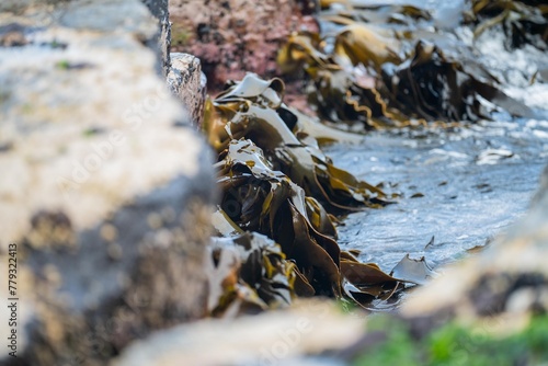 bull kelp growing on the rocks wave and swell in the ocean in australia photo