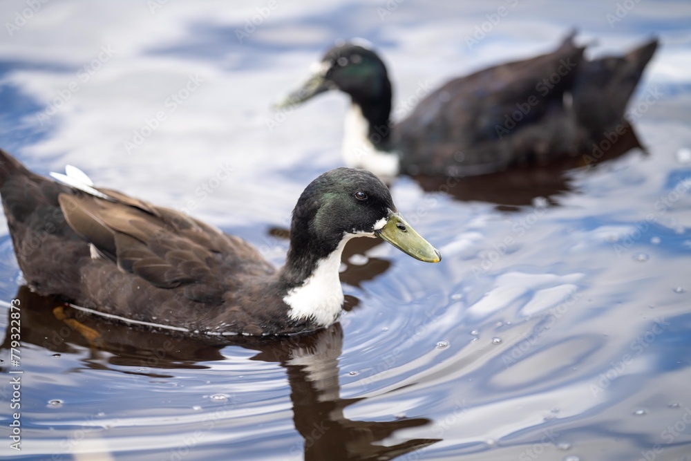 Fototapeta premium ducks on the water on a pond. grazing on grass in a park in canada, in summertime