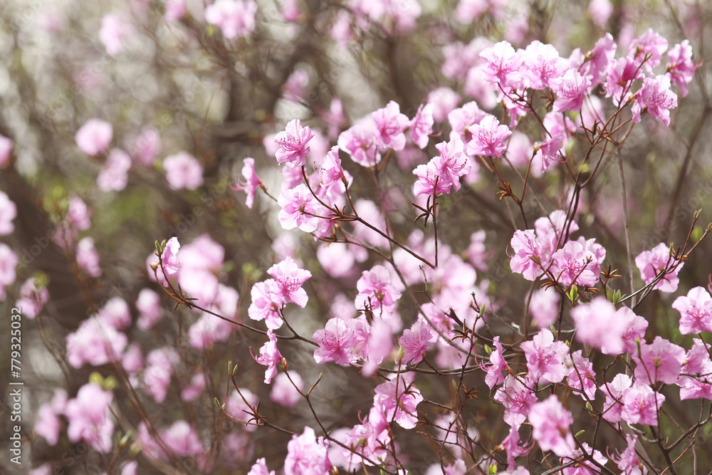 wild pink rhododendron flowers in the field wild pink rhododendron flowers in the field