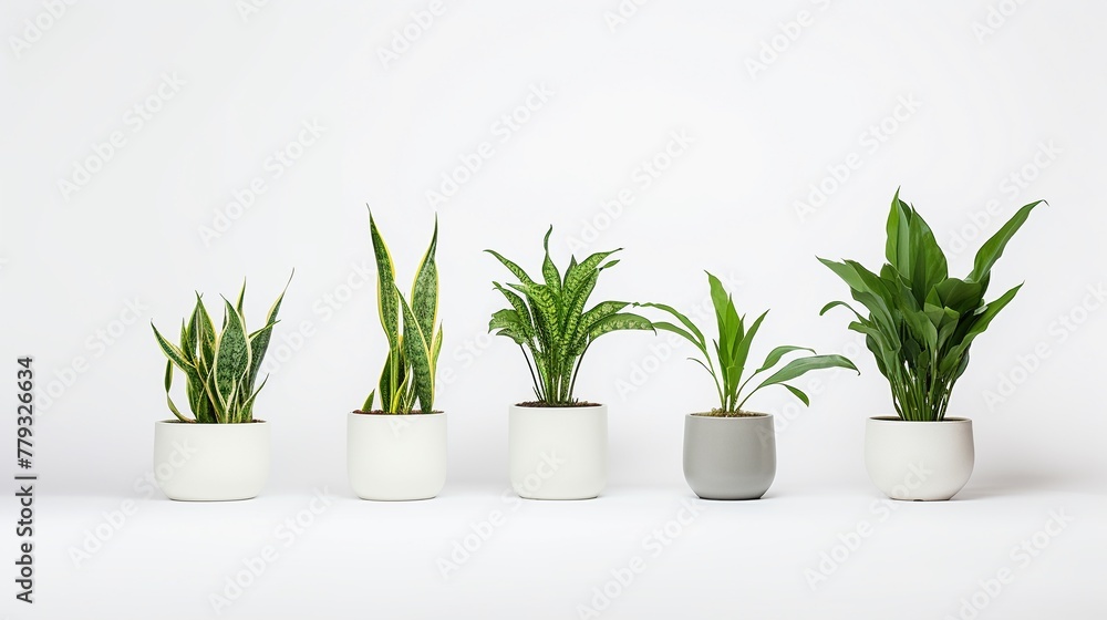 Indoor plants isolated on white backgroundrealistic, business, seriously, mood and tone