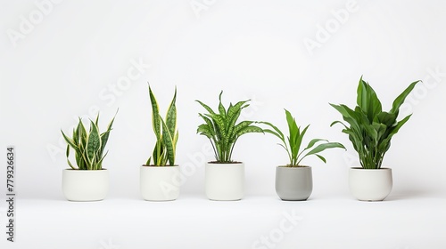 Indoor plants isolated on white backgroundrealistic  business  seriously  mood and tone