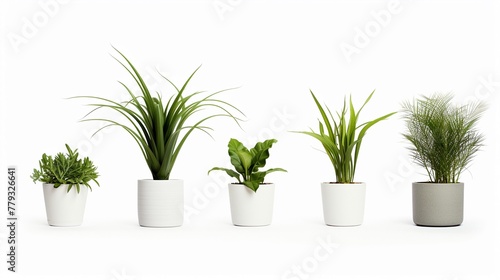 Indoor plants isolated on white backgroundrealistic, business, seriously, mood and tone