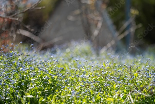 australian blue native flowers in the bush in spring. beautiful flowers photo