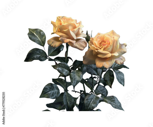 Yellow_rose_flowers_in_a_floral_arrangement