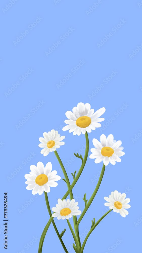 Daisy flower illustration Spring and summer realism illustration arrangements with blue background . Botanical illustration realism style. Daisy flower illustration Spring and summer realism illustration arrangements with blue background . Botanical illustration realism style.