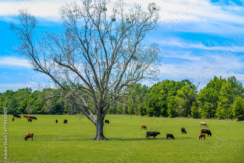 Cattle in a Field in Suwanee County, Florida