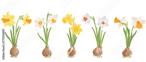 different types of daffodils with bulbs, spring flowers, vector drawing wild plants at white background, floral elements, hand drawn botanical illustration
