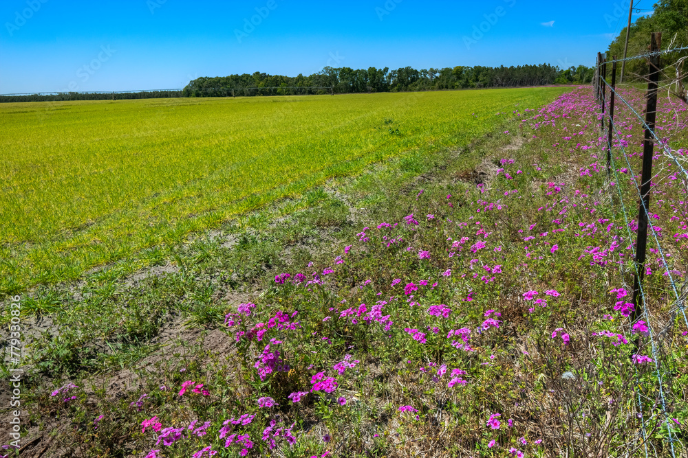 Annual Phlox Flowers (Phlox drummondii) in Farmland, Suwanee County, Florida
