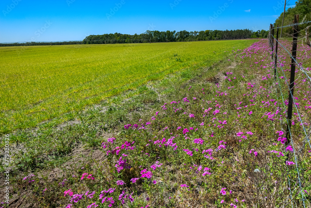 Annual Phlox Flowers (Phlox drummondii) in Farmland, Suwanee County, Florida Annual Phlox Flowers (Phlox drummondii) in Farmland, Suwanee County, Florida