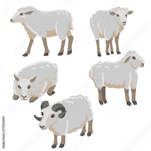 vector drawing grey sheeps, farm animal isolated at white background, hand drawn illustration