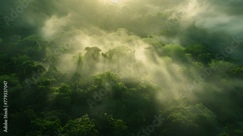 sun rays in the forest