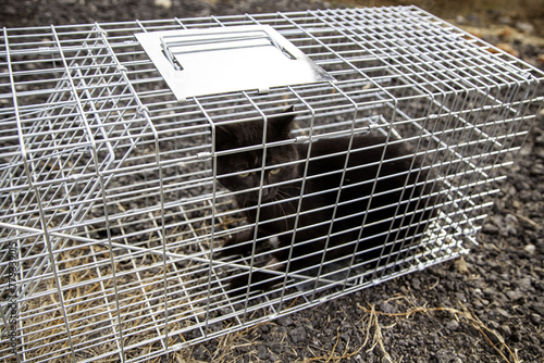 Cat in a cage trap