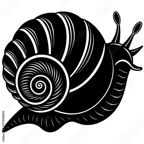       sea snail vector illustration
