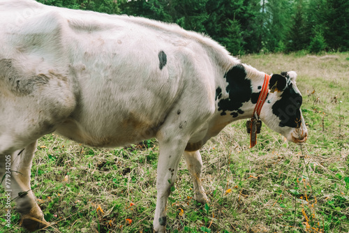 Holstein Friesian Cattle. calf with black and white spotting graze in alpine pasture.Calves graze on a meadow in the Austrian mountains.Calves graze on a mountain meadow. photo