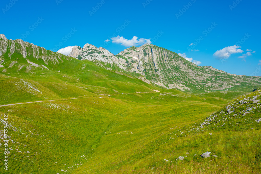 Fototapeta premium Sheep grazing at Durmitor national park in Montenegro