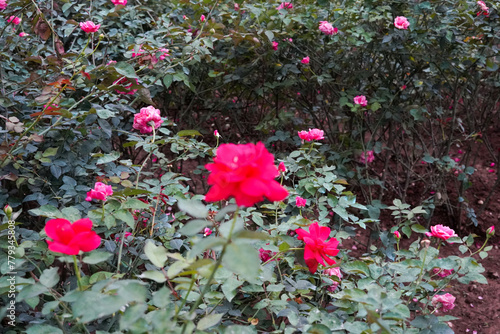 pink flowers in the garden © HuyNguyen