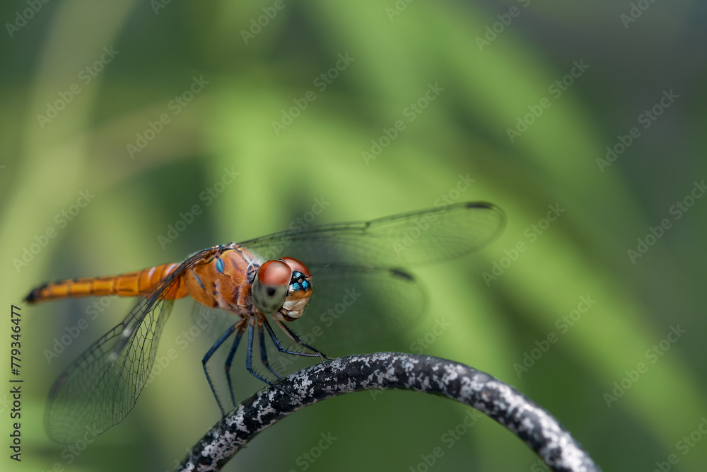 Dragon Fly sit on iron wall with green background close up macro full body Dragon Fly sit on iron wall with green background close up macro full body